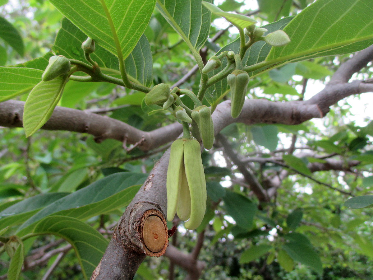 Image of Annona reticulata specimen.