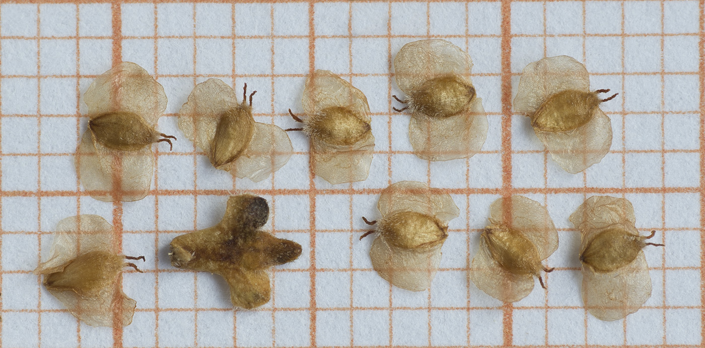 Image of Betula &times; aurata specimen.