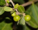 Atalantia buxifolia