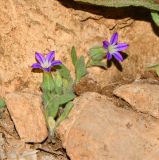 Campanula hierosolymitana