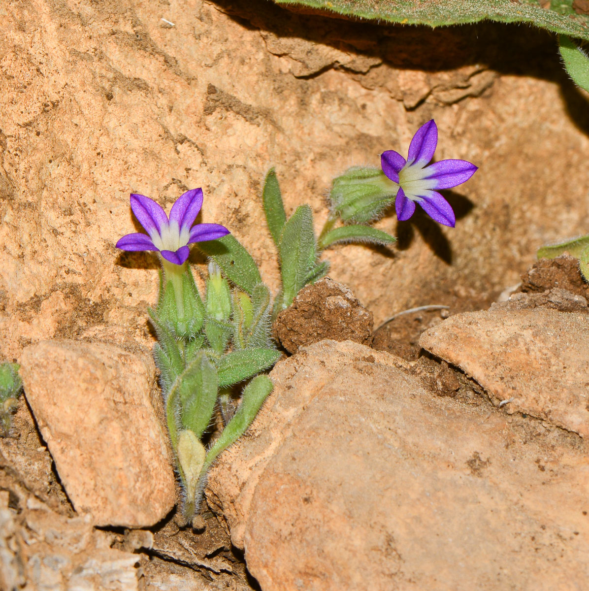 Изображение особи Campanula hierosolymitana.