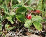 Fragaria viridis. Плодоносящее растение. Башкирия, Белорецкий р-н, окр. с. Кага. 14.07.2008.