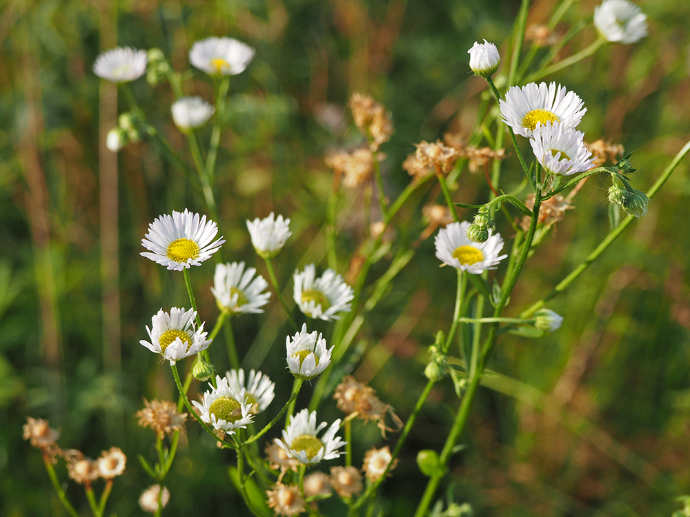 Image of Erigeron annuus specimen.