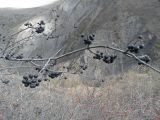 род Rhamnus
