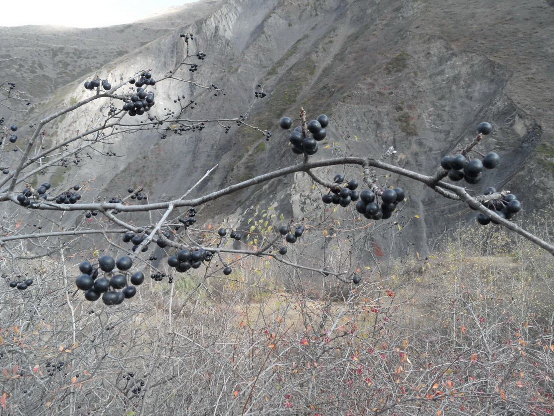 Image of genus Rhamnus specimen.