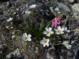 Claytonia soczaviana