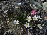 Claytonia soczaviana. Растение с цветками и бутонами (справа - цветок Dicentra peregrina). Магаданская обл., окр. г. Магадан, пос. Снежная Долина, водораздел в бассейне р. Дукча, каменистое плато в горной тундре. 11.06.2017.