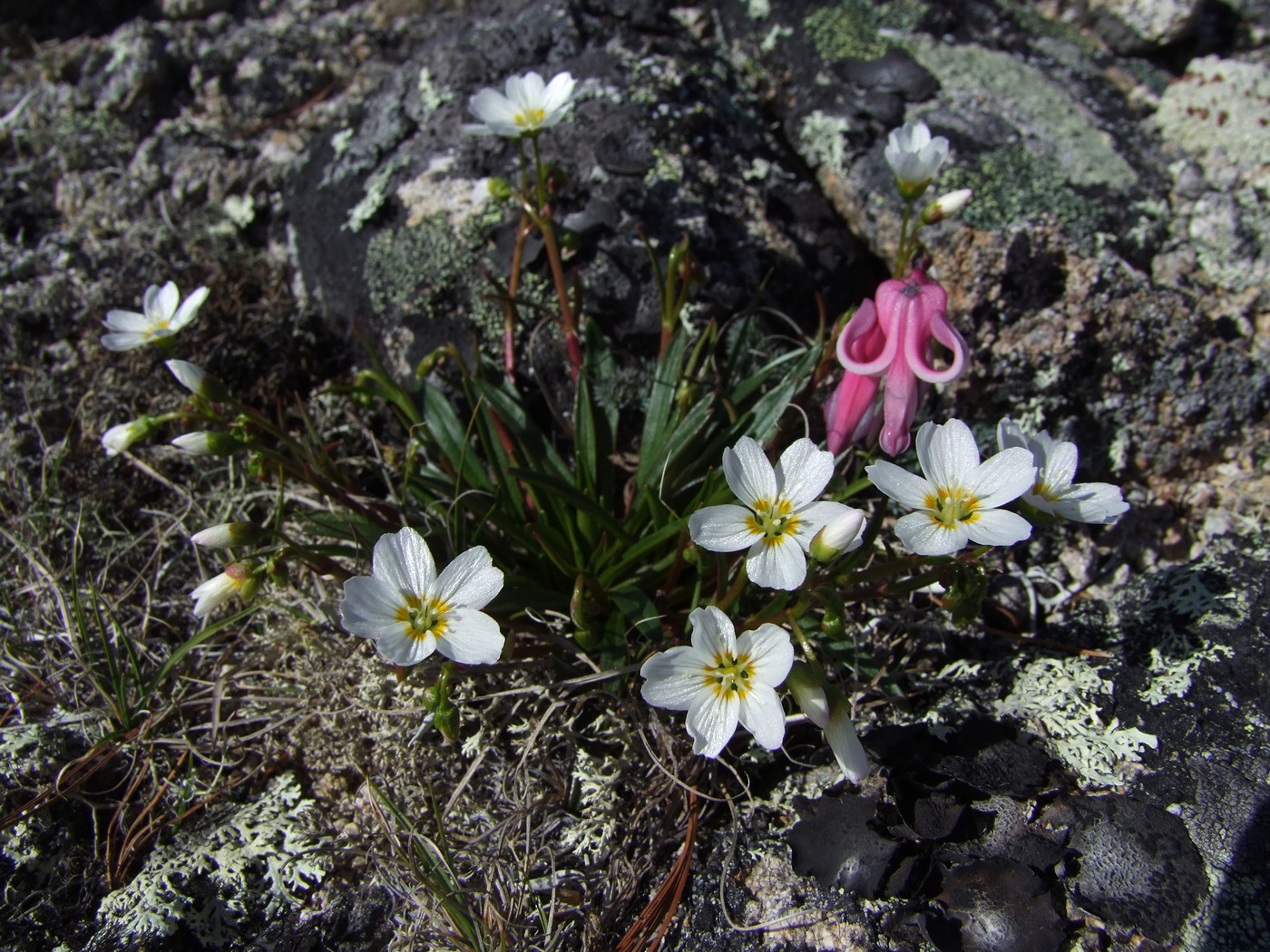 Изображение особи Claytonia soczaviana.