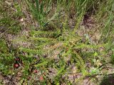 Lepidium densiflorum. Плодоносящее растение в сообществе. Беларусь, г. Минск, мкр-н Сосны, обочина дороги рядом с участком хвойного леса. 22.07.2017.