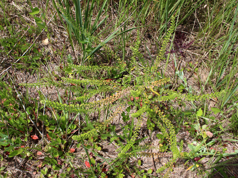 Image of Lepidium densiflorum specimen.