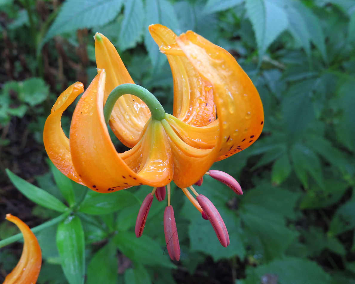 Изображение особи Lilium debile.