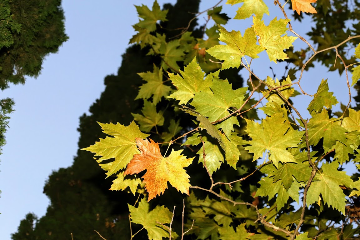 Image of Platanus &times; acerifolia specimen.