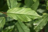 Frangula alnus