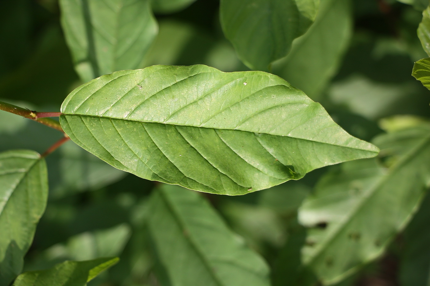 Изображение особи Frangula alnus.