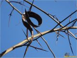 Gleditsia triacanthos. Ветвь с зависшим соплодием. Украина, г. Николаев, Заводской р-н, парк \"Лески\". 28.12.2017.