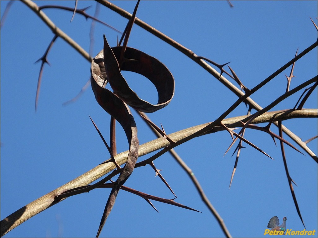 Image of Gleditsia triacanthos specimen.