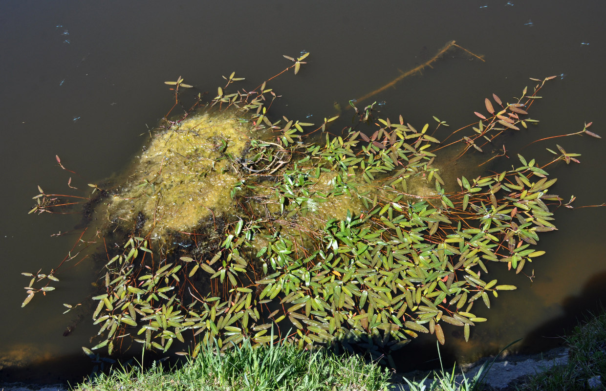 Image of Persicaria amphibia specimen.