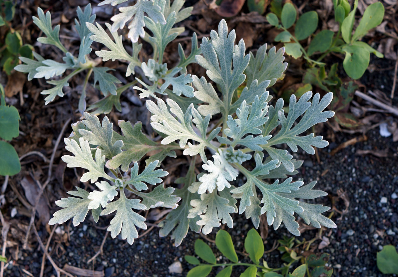 Image of Artemisia stelleriana specimen.
