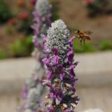 Stachys byzantina