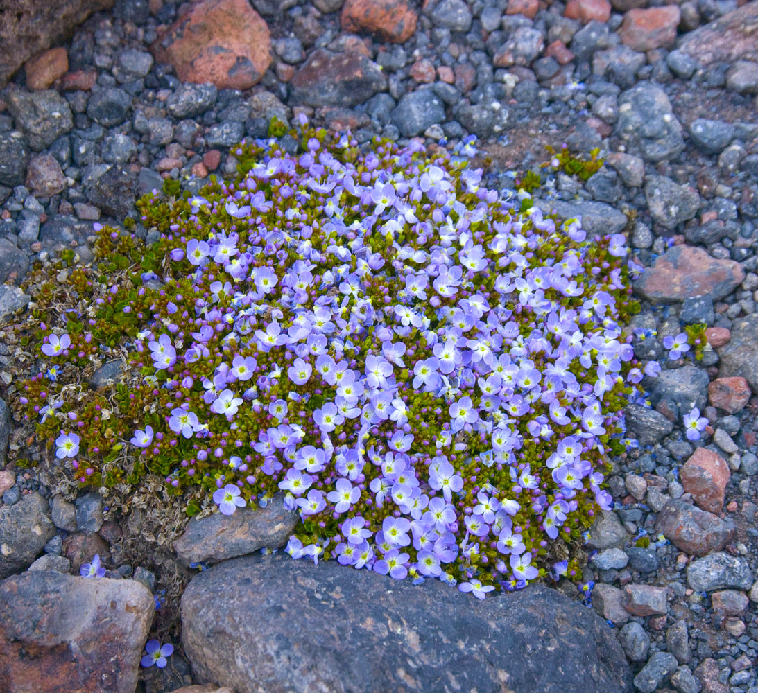 Image of Veronica minuta specimen.