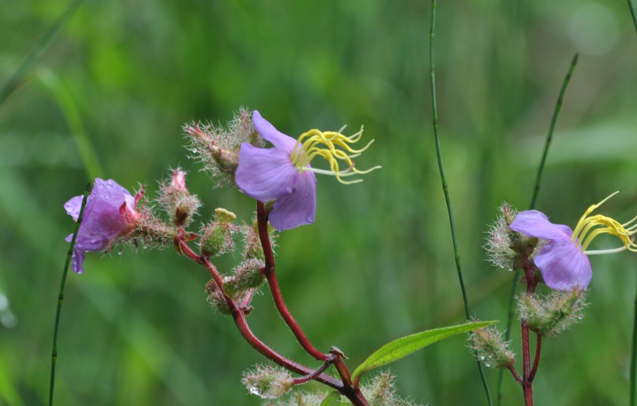 Image of Osbeckia stellata specimen.