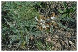 Astragalus testiculatus. Цветущее и плодоносящее растение. Республика Татарстан, Бавлинский р-н, г. Бавлы. 13.05.2010.