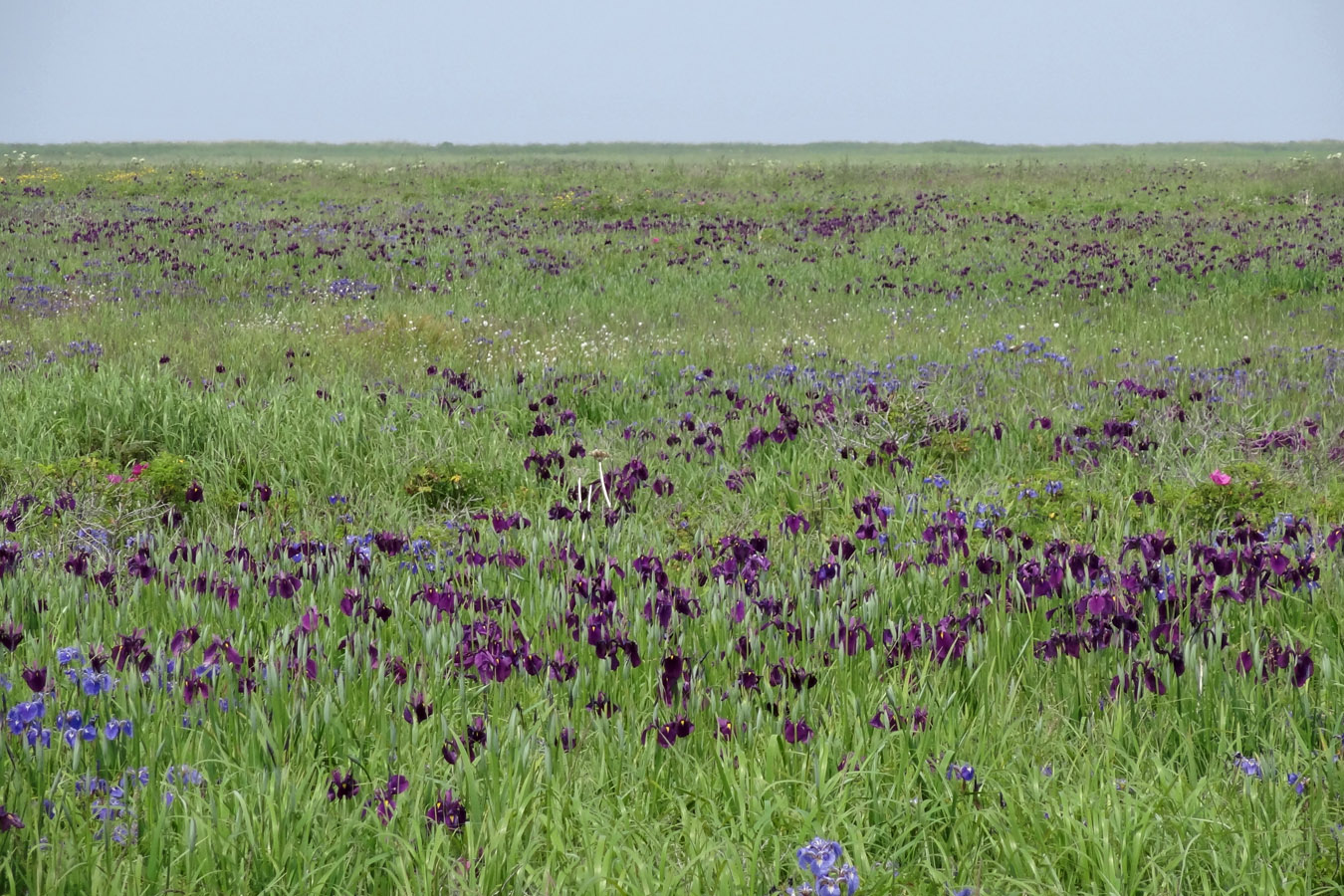 Изображение особи Iris ensata.