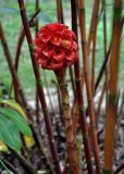 Tapeinochilos ananassae. Верхушка побега с соцветием. Малайзия, Куала-Лумпур, в культуре. 13.05.2017.