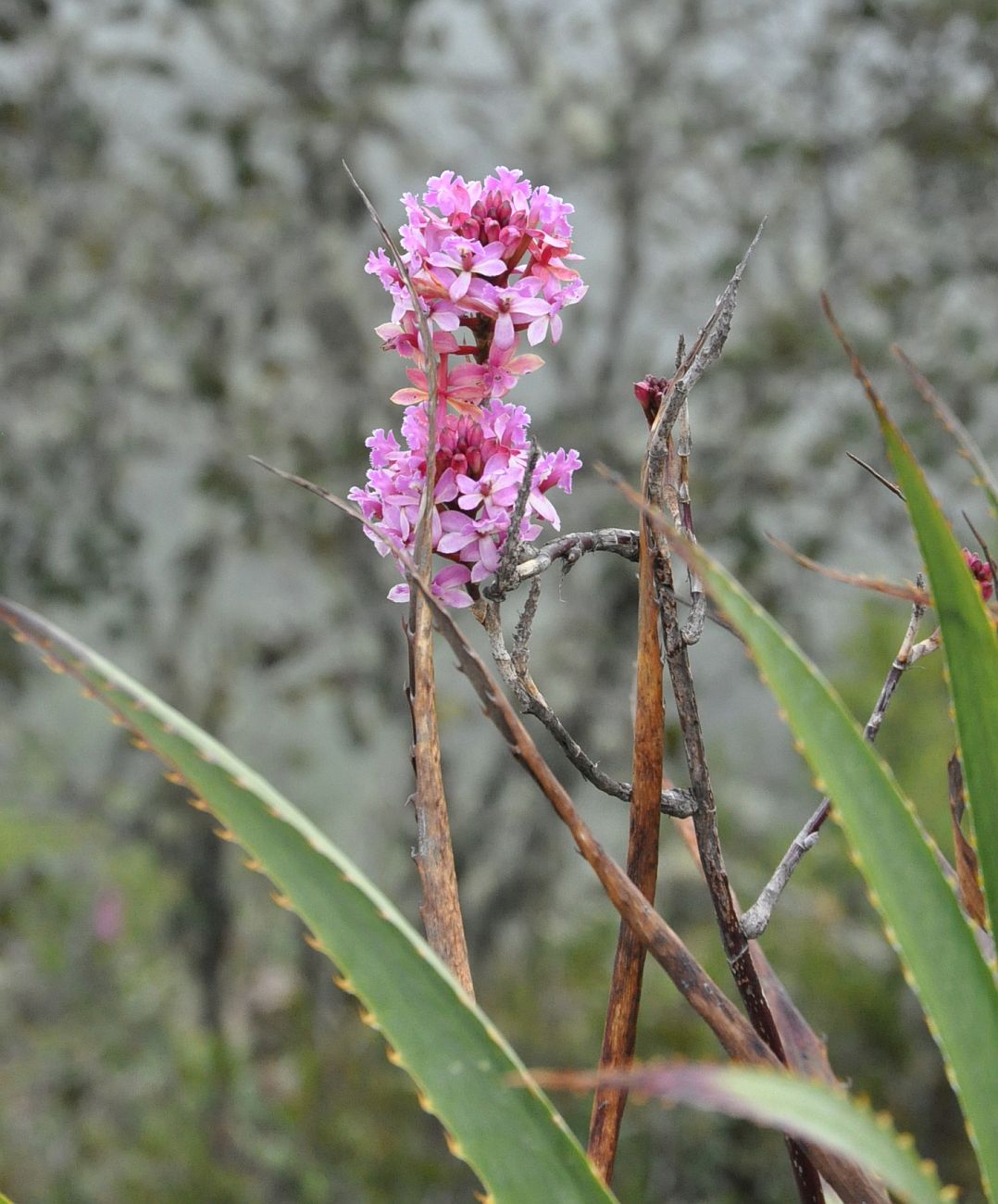 Изображение особи Epidendrum secundum.