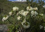 Daphne glomerata. Цветущее растение. Кабардино-Балкария, Эльбрусский р-н, правый берег реки Азау, Терскольский сосновый лес. 09.06.2009.