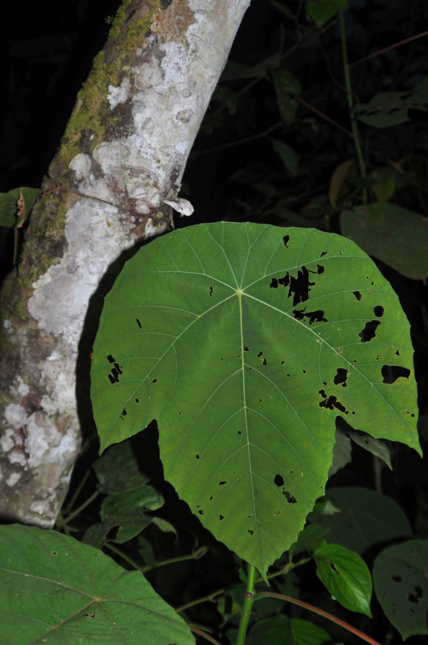 Image of Macaranga bancana specimen.