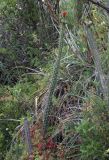genus Corryocactus. Цветущее растение. Перу, археологический комплекс \"Писак\", высота 2970 м н.у.м. 12 марта 2014 г.