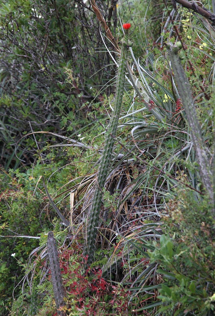 Image of genus Corryocactus specimen.