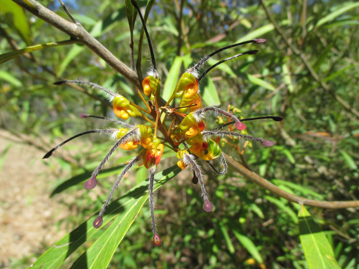 Изображение особи Grevillea venusta.