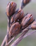 Juncus squarrosus