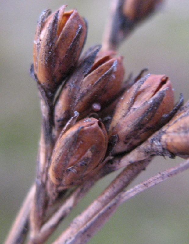 Image of Juncus squarrosus specimen.