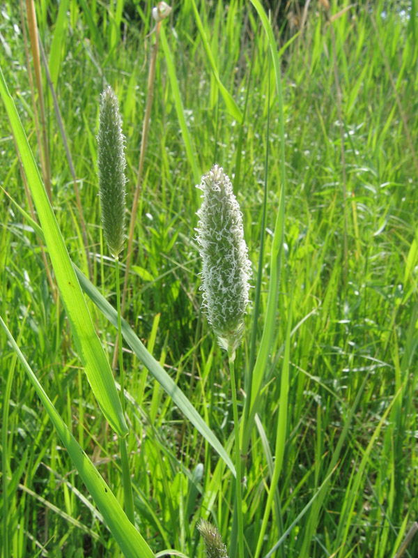 Image of Alopecurus arundinaceus specimen.