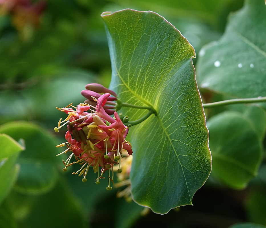 Image of Lonicera dioica specimen.