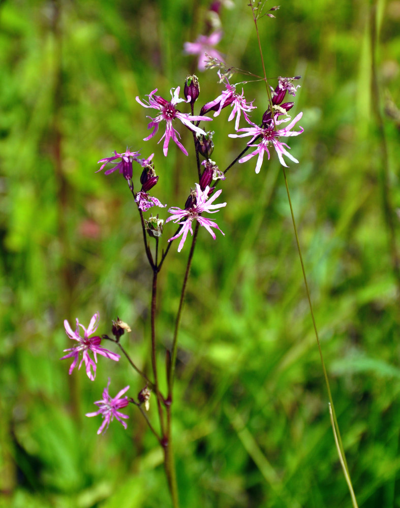 Изображение особи Coccyganthe flos-cuculi.