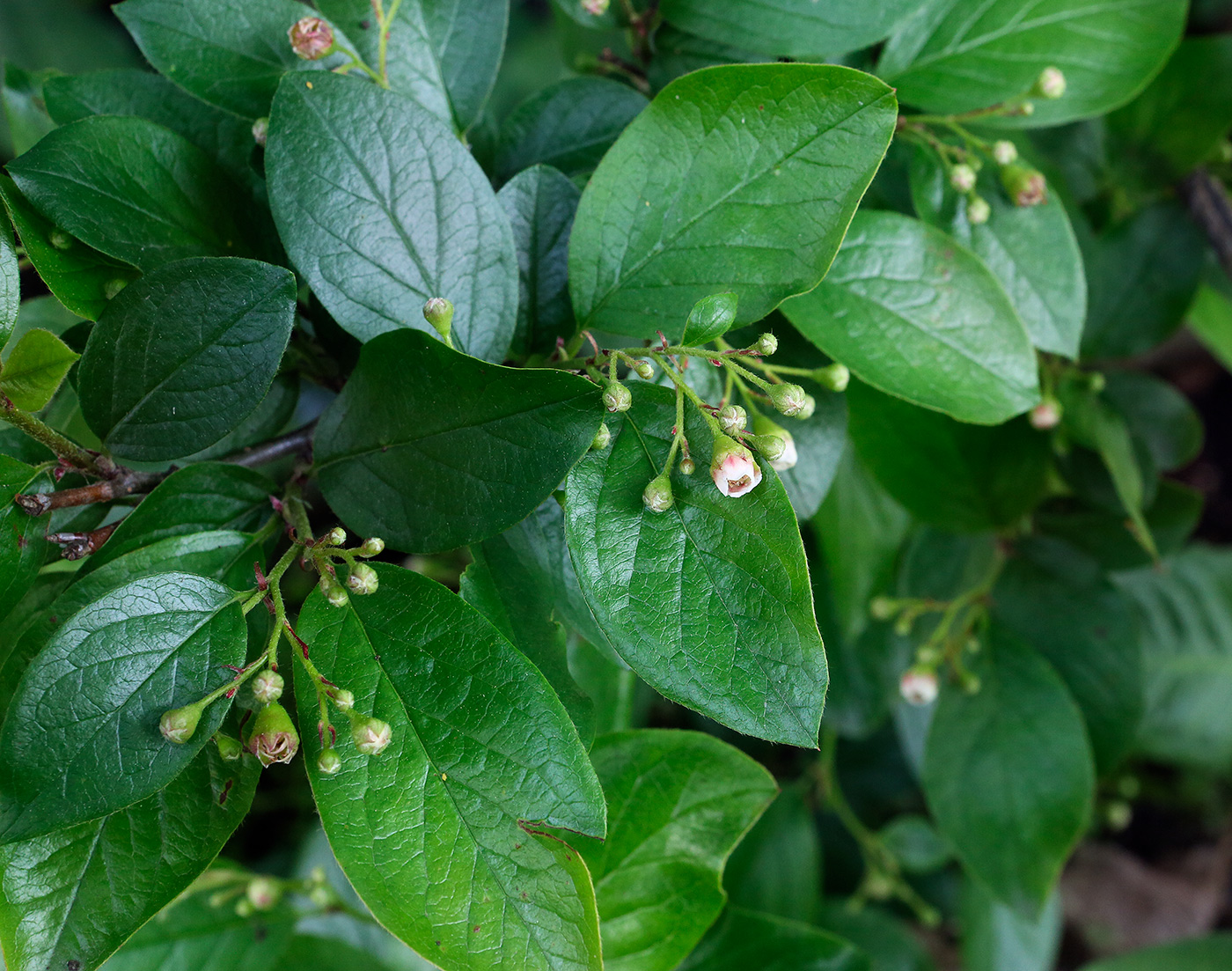 Изображение особи Cotoneaster lucidus.