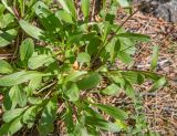 Aster alpinus