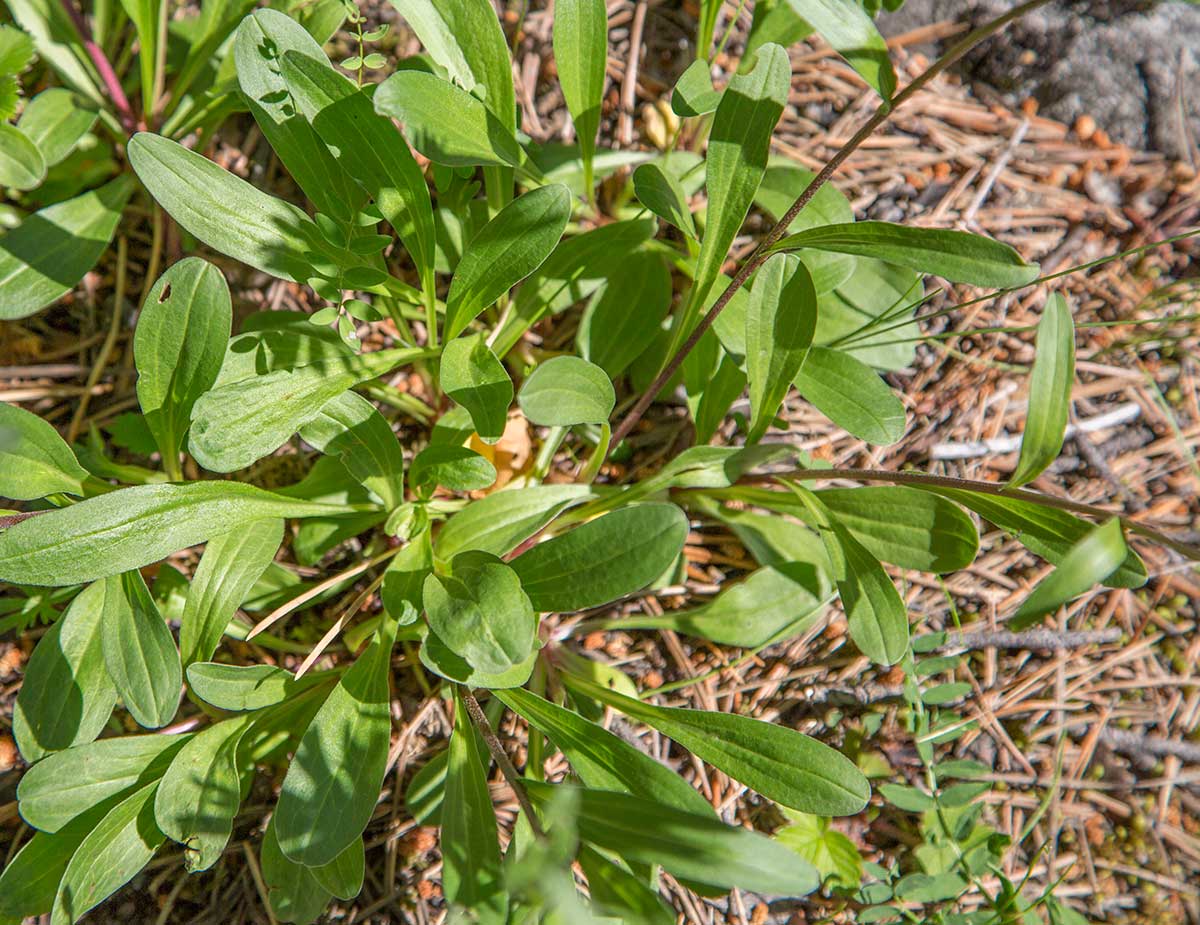 Изображение особи Aster alpinus.