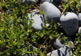 Stellaria humifusa