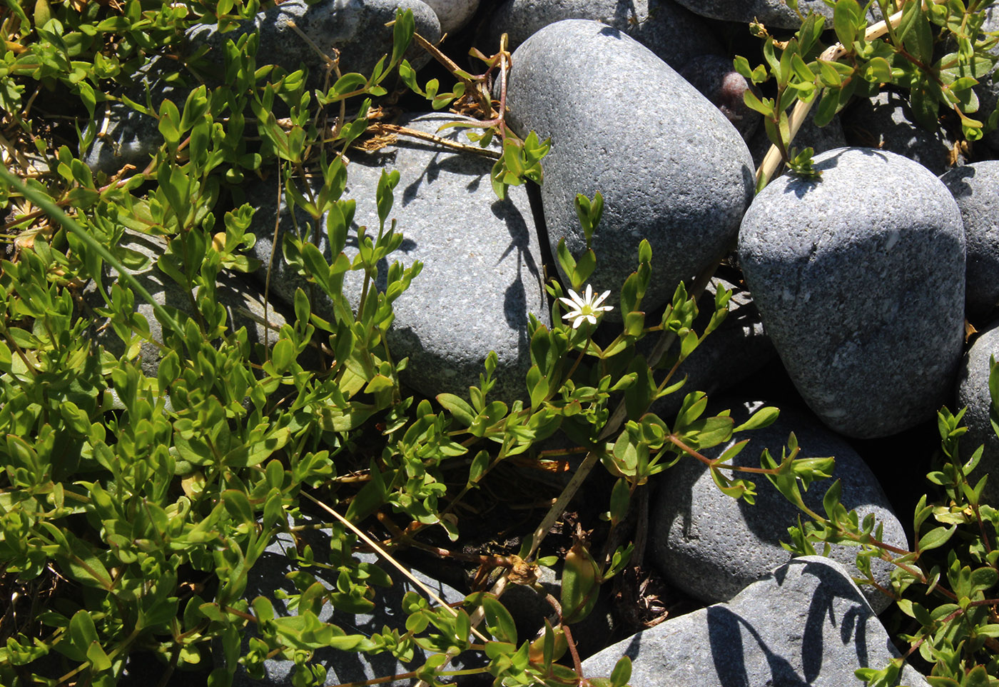 Image of Stellaria humifusa specimen.