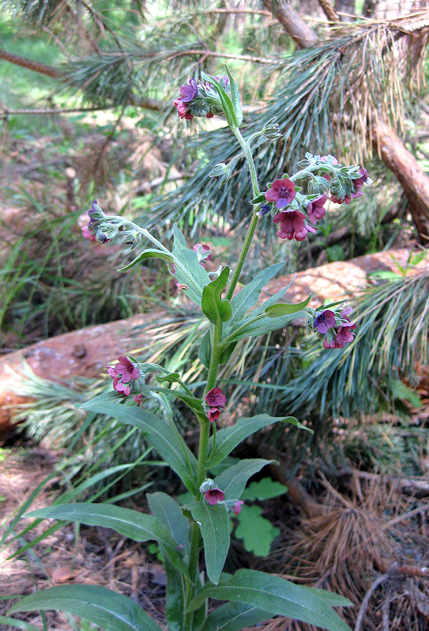Изображение особи Cynoglossum officinale.