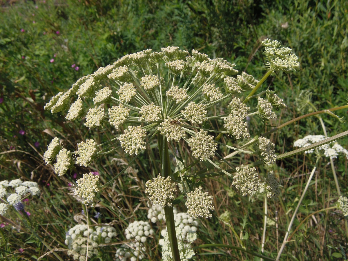 Image of Seseli libanotis specimen.