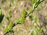 Salix hastata