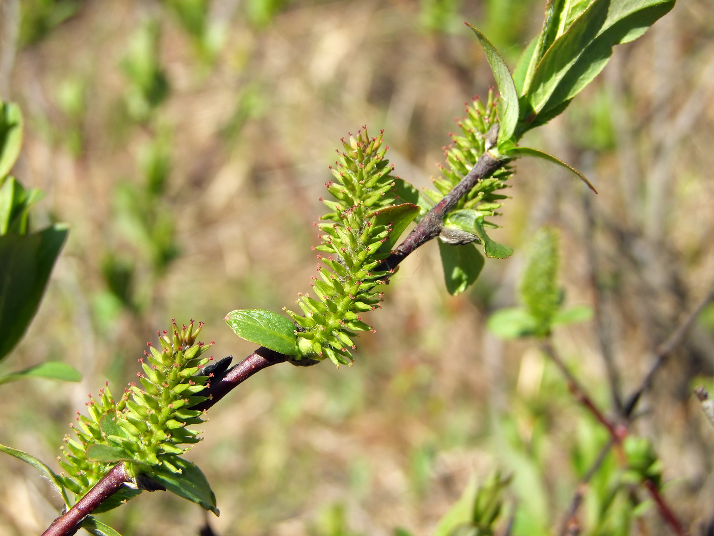 Изображение особи Salix hastata.