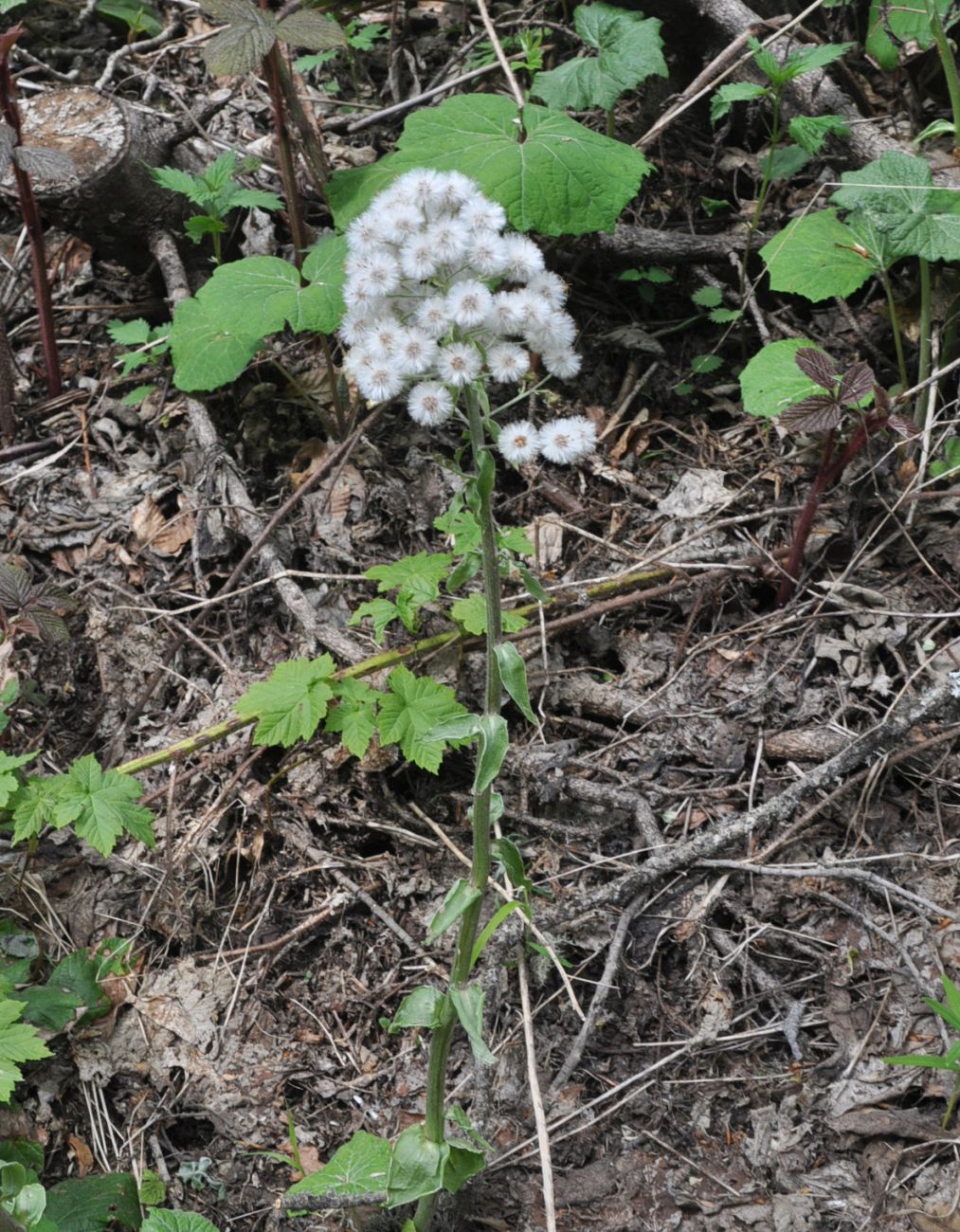 Изображение особи Petasites albus.