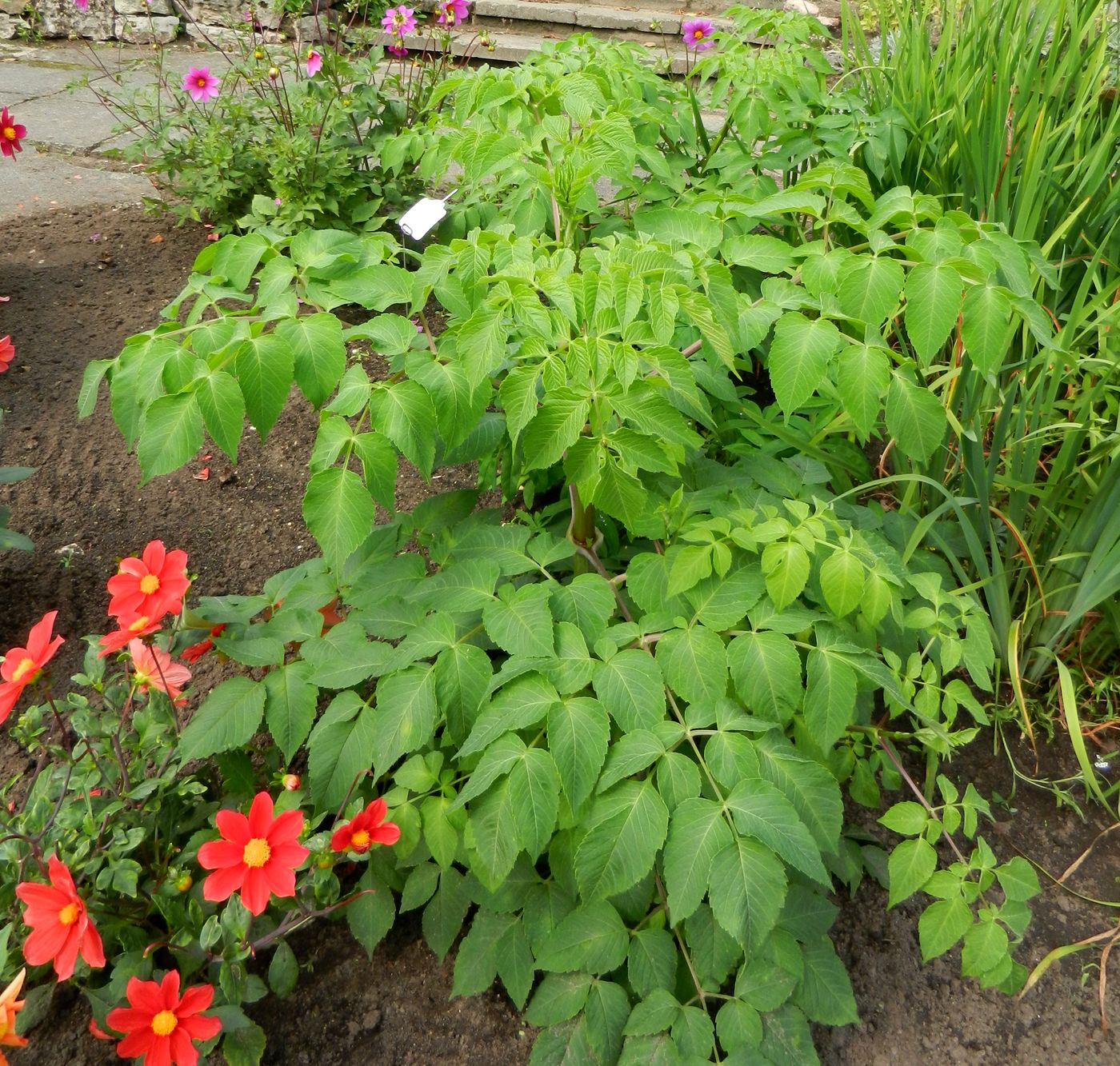 Image of Dahlia imperialis specimen.